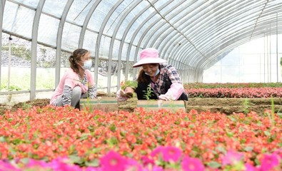 定州市因地制宜发展特色花卉苗木种植产业