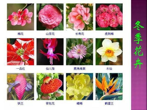 超全常见花卉植物图谱 1332种