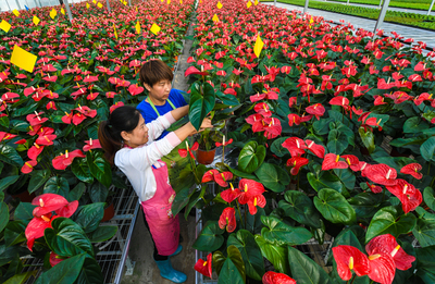 河北霸州:花卉种植助力乡村振兴