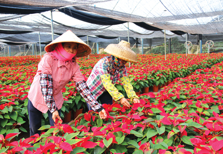 村民发挥自身优势 种植花卉种出“钱”程_海南频道_凤凰网